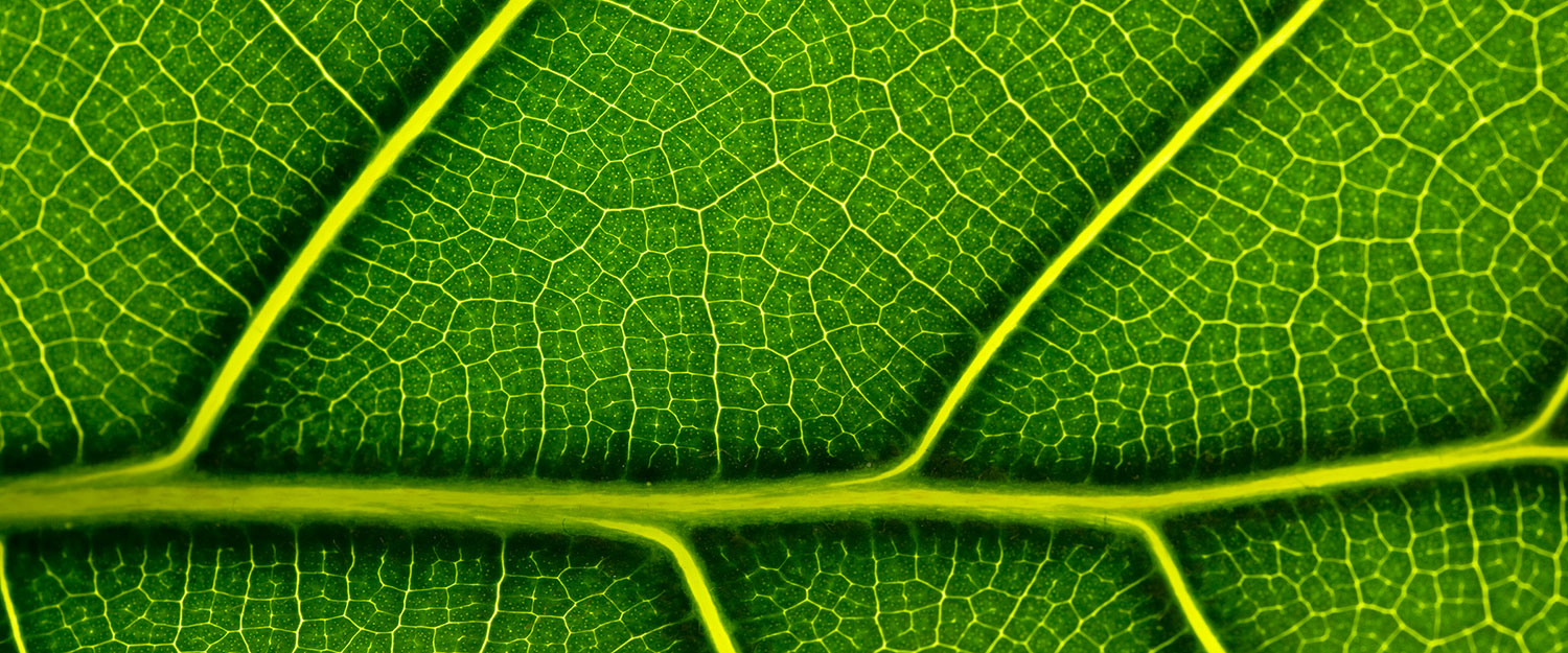 leaf-detail-hero